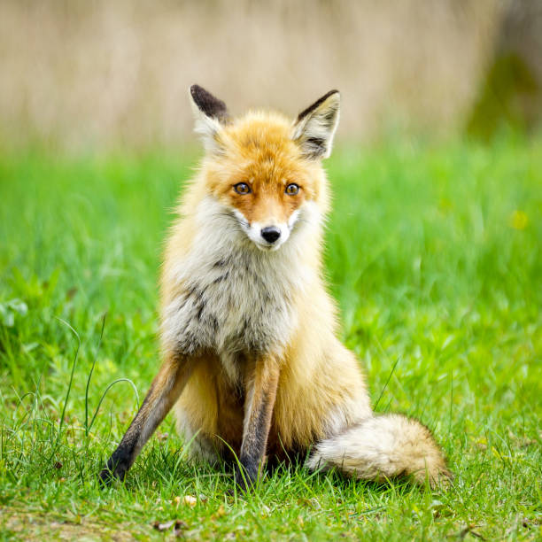 istock a young brown fox is sitting in the green grass 1323743046