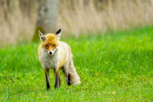 istock a young brown fox is standing in the green grass 1323743055