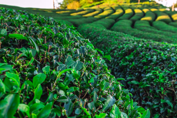 istock Tea plantations near Rize in Turkey editorial 1323743838