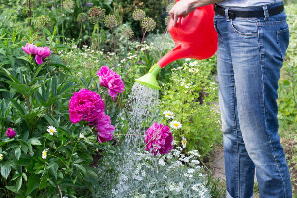 istock Woman is watering flowers 1323744408