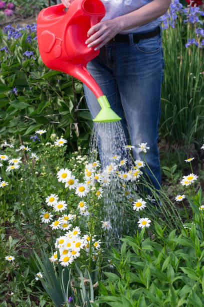 istock Woman is watering flowers 1323744442