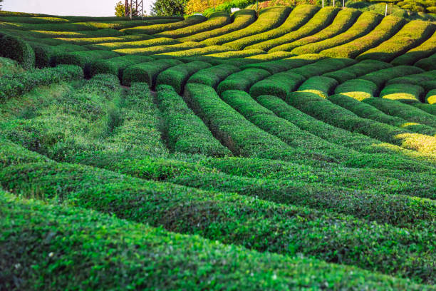 istock Tea plantations near Rize in Turkey editorial 1323744508