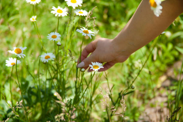 istock The woman is picking chamomiles 1323744672