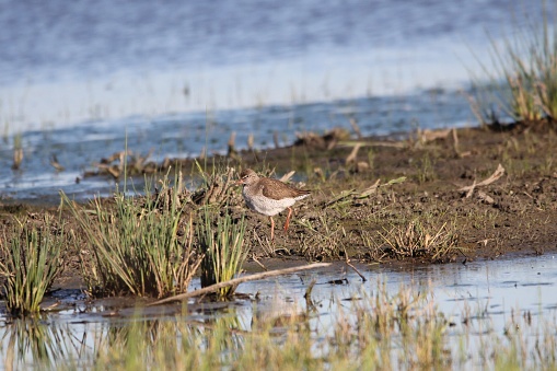 a redshank is stamping with its red leg at the soil along the waterline in a nature reserve in holland in springtime