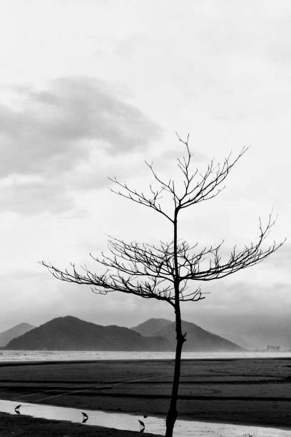 istock Bertioga Beach - Brazil 1323746077