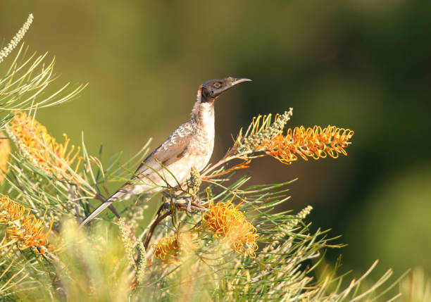istock Noisy Friarbird 1323746210