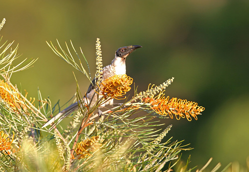 Noisy Friarbird (Philemon corniculatus monachus) adult perched on Bottlebrush bush\
