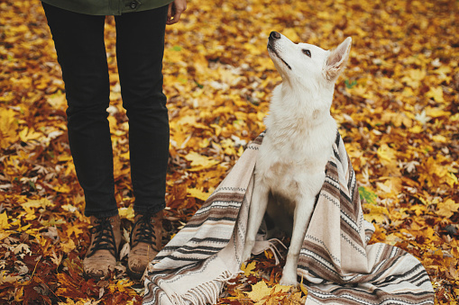 Beautiful cute dog under cozy blanket sitting at woman legs on background of fall leaves in autumn woods. Adorable white swiss shepherd puppy looking at owner. Cozy autumn days together