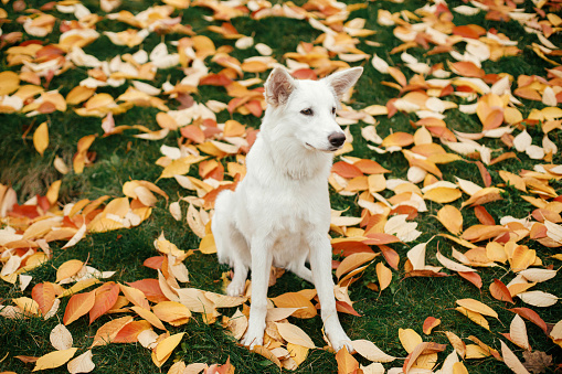 Beautiful cute dog sitting among colorful fall leaves in park. Adorable white swiss shepherd puppy posing on background of autumn leaves. Copy space