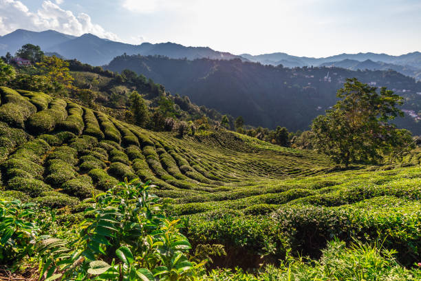 istock Tea plantations near Rize in Turkey editorial 1323748123