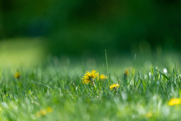 istock Yellow Dandelion in the Grass 1323748138