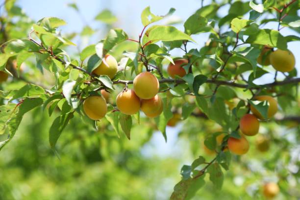 June when Japanese apricot ripens. stock photo