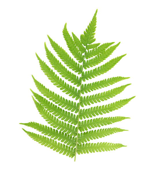 istock One fern leaf isolated on white background. 1323749105