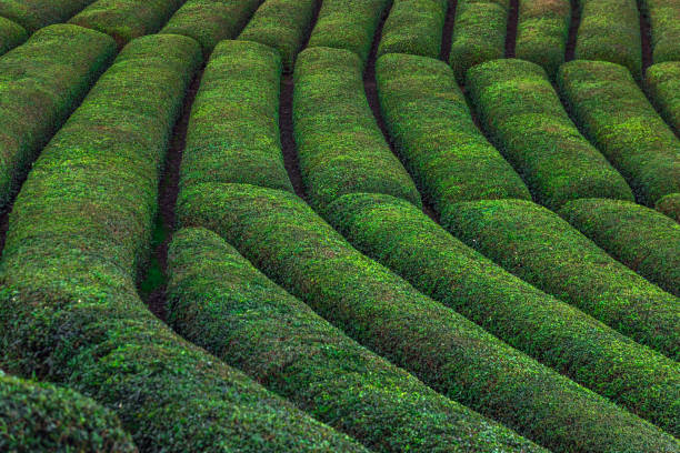 istock Tea plantations near Rize in Turkey editorial 1323749421