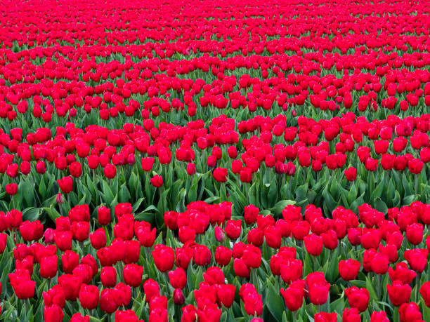 red tulip flowers field, close-up, panning shot. The Netherlands.