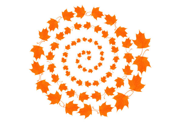 Autumn maple leaves fall and spin, isolated on white.