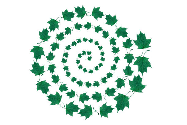 istock Green maple leaves falling and spinning isolated on white 1323750576