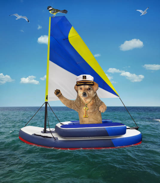 istock Dog captain in sailing dinghy 1323750598