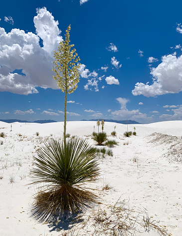 Flowering yucca plant in White Sands National Park in New Mexico, USA.