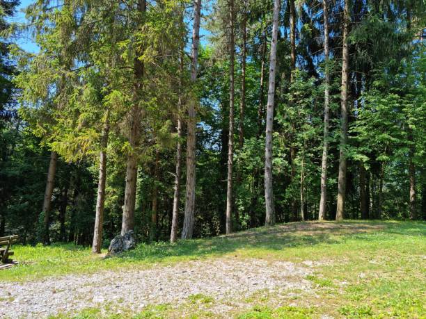 istock Trees in the woods 1323750979