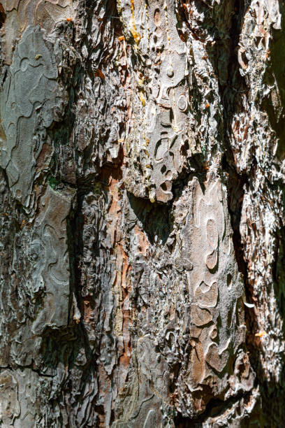 istock Close up of a pine bark 1323752181