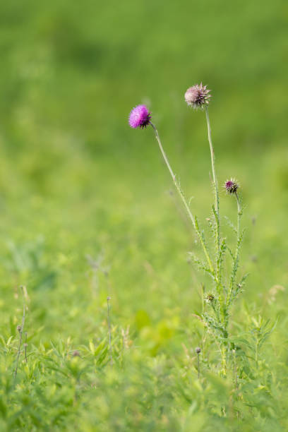 istock Vibrant Thistle Flower in a Meadow 1323754373