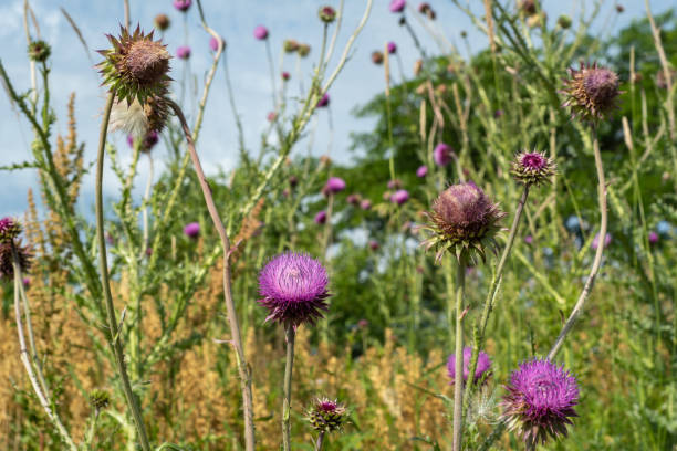 istock Flowering Thistle Plants in a Meadow Against a Blue Sky 1323754380