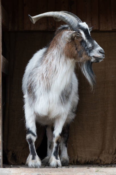 istock A goat looking at his surroundings. 1323754627