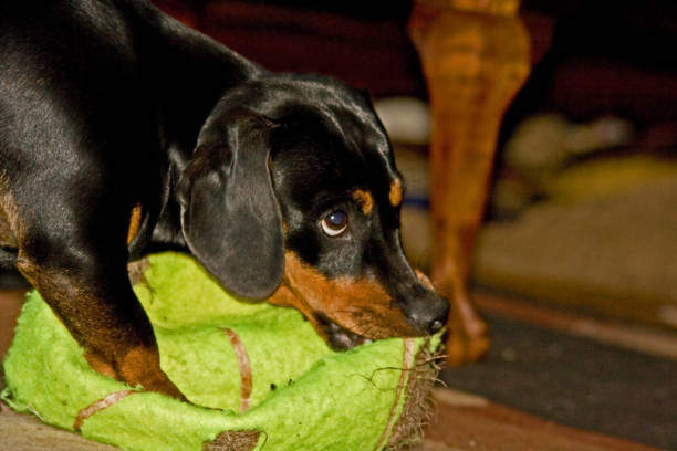 istock Young Dachshund with outsized tennis ball 10228 1323755528
