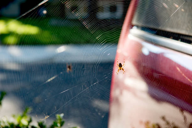 An orb weaving spider sitting int he middle of a web.