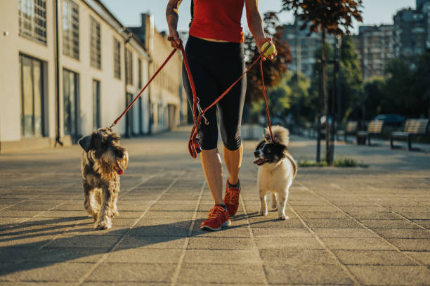 istock Woman walking her dogs on a leash during a sunset 1323757639