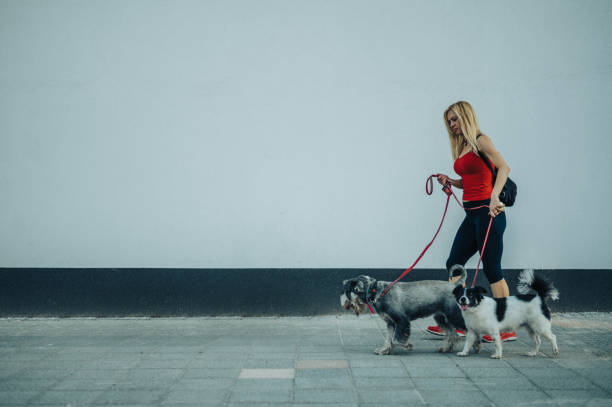 istock Attractive woman walking her dogs on a leash 1323757642