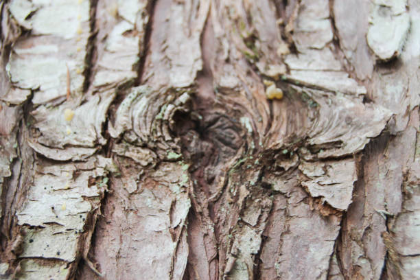 Knot in Wood Bark
