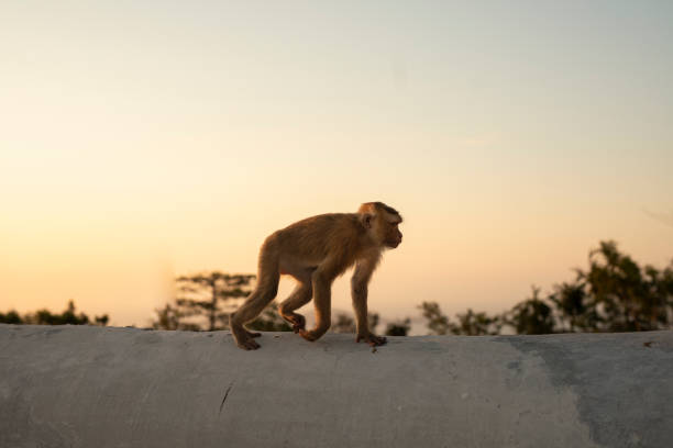 istock Monkeys Walking on a Stone Wall in the Sunset 1323757986