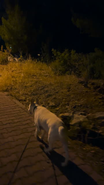 Vertical video of a white dog on a leash walking around at night. 4k video. Antalya, Turkey.