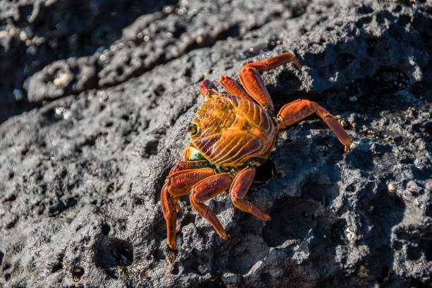 istock Galapagos red crab on a rock at low tide. 1323758827