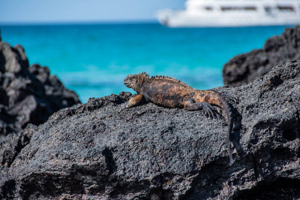 Marine iguana on rock with out of focus sea and boat in background. A beautiful marine iguana resting in the sun on the volcanic rocks of the Santa Cruz Island in the Galapagos. Background out of focus. Cpy space avaible. marine iguana stock pictures, royalty-free photos & images