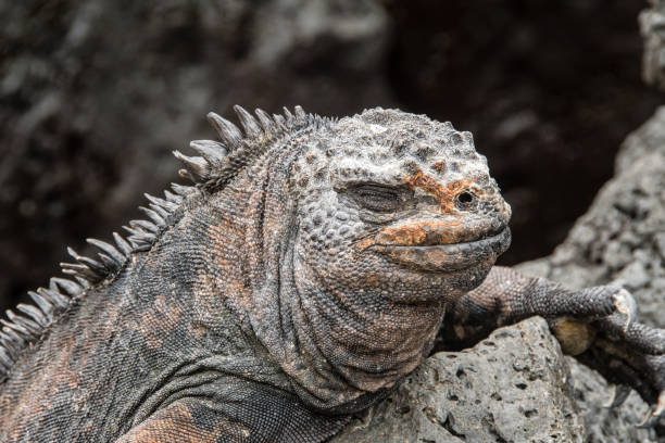 istock Galapagos marine iguana close-up. 1323759487