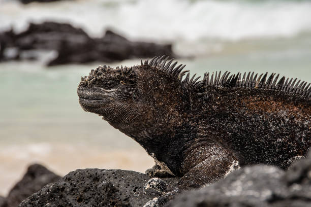istock Galapagos marine iguana close-up. 1323759496