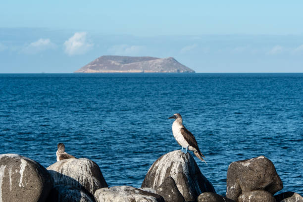 booby dai piedi blu con l'isola vulcanica di daphe sullo sfondo. - galapagos islands bird booby ecuador foto e immagini stock