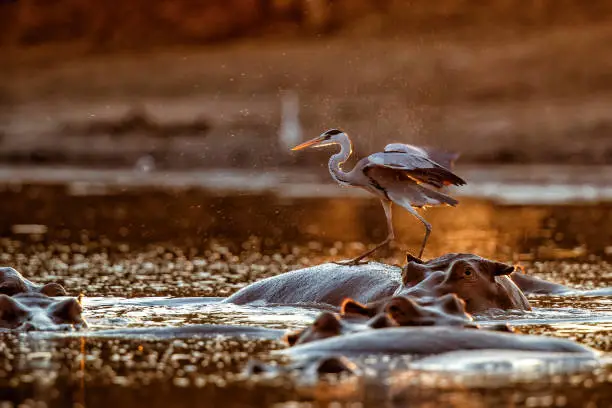 Grey heron (ardea cinerca) fishing from the back of a hippopotamus in a lake with back lit in Mana Pools National Park in Zimbabwe