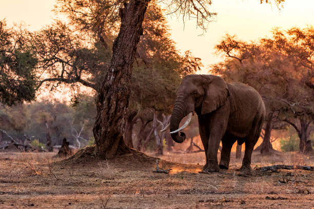 istock Elephant bull at sunset in Mana Pools National Park 1323760414
