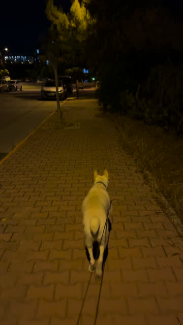 Vertical video of a white dog on a leash walking around at night. 4k video. Antalya, Turkey.