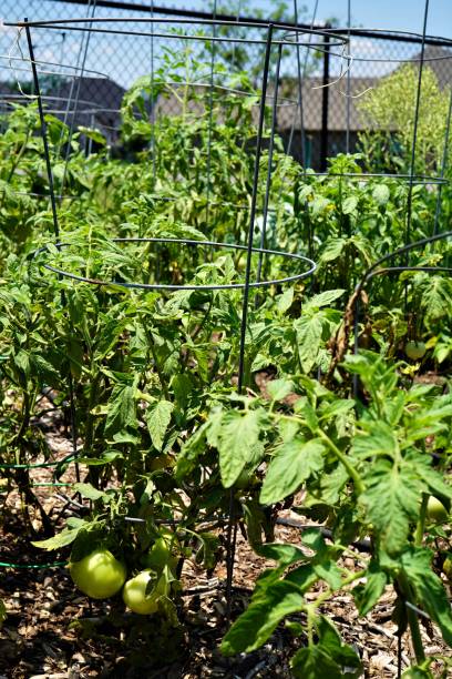 Tomato Plant, Green Unripe Vegetable, Close-up Unripe green tomatoes on vegetable plant grows in a Community Garden in Texas. summer heat  Residential community. tomato cages stock pictures, royalty-free photos & images