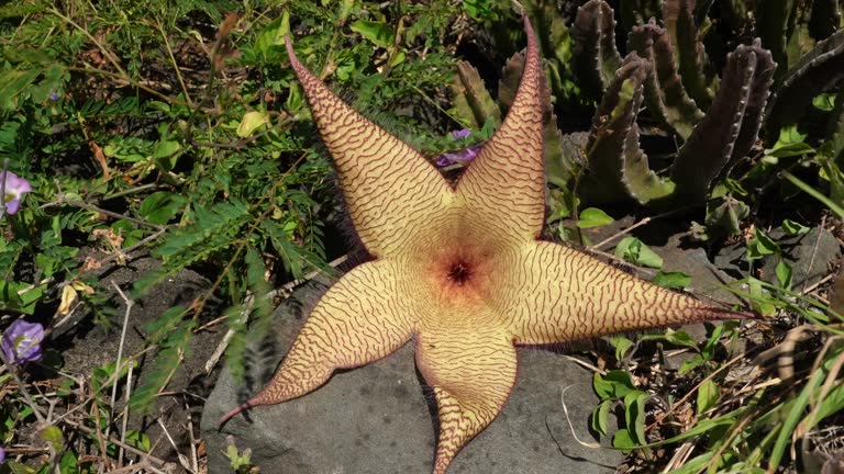 Stapelia gigantea is a species of flowering plant in the genus Stapelia of the family Apocynaceae. Zulu giant, carrion plant and toad plant. Kaena ponit trail, Oahu, Hawaii