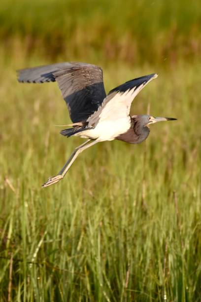 istock Tricolored Heron Flying Away 1323764202