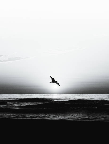 istock Black & White sunrise with a seagull 1323768483