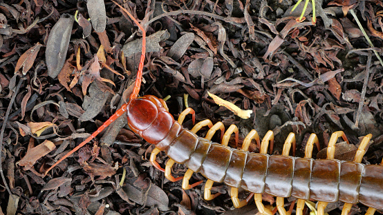 The Giant red Centipede dangerous animal in the Garden.