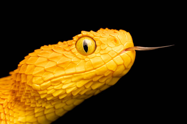 istock Venomous Bush Viper Snake with tongue out 1323771754