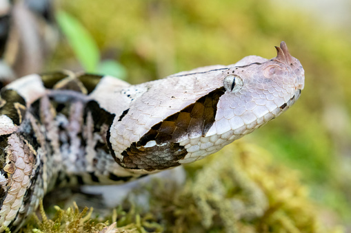 Young Gaboon Viper snake in rainforest